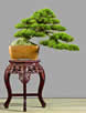 bonsai cascada