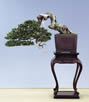 bonsai cascada