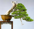 bonsai cascada