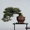 bonsai cascada
