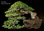 bonsai cascada