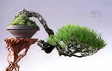 bonsai cascada