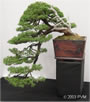 bonsai cascada