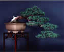 bonsai cascada
