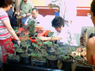 Federacion Mexicana de Bonsai, Femexbo 2004