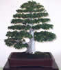 bonsai formal