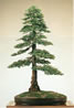 bonsai formal