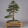 bonsai formal