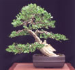 bonsai inclinado