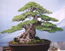 bonsai inclinado