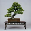 bonsai inclinado