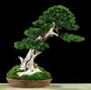 bonsai inclinado