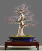 bonsai informal