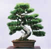 bonsai informal