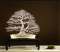 bonsai informal