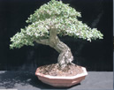 bonsai informal
