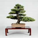 que es un bonsai